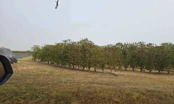 Imagem 4: Fazenda de Café Porteira Fechada Região de Ribeirão Preto SP