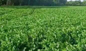 Imagem 6: Fazenda dupla aptidão em Uberlândia