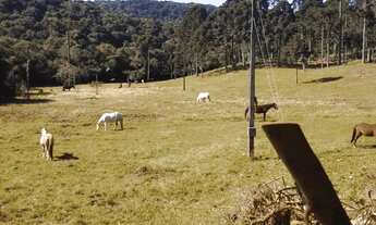 Imagem 6: Tijucas do Sul, Fazenda 160 Alqueires, 367,10 há, Haras ou Loteamento, Casa sede 500m² ven