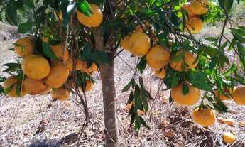 Imagem 6: Baixadão de 10 ha, terra de primeira, as margens do rio, excelente casa ,Jaboticatubas