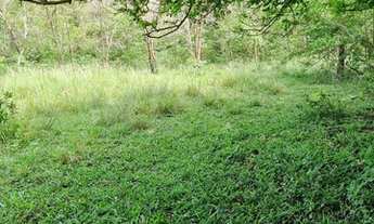 Imagem 3: Chácara 31 ha terra de lavoura, Terenos MS