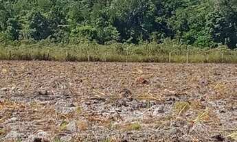 Imagem 4: Sítio para venda com 4,6 hectares em Canavieiras-BA