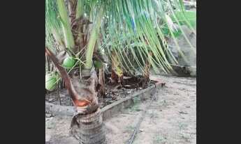 Imagem 4: Quer tranquilidade compra meu Sítio mangueira coqueiro entre outras plantas frutíferas