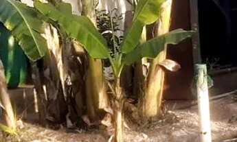 Imagem 7: Casa na laje 1 quarto no lote de 960 metros condomínio pequeno jardim botânico