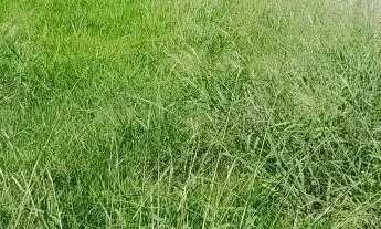 Imagem 11: TERRENO - COLINA DOS PINHEIROS - SP