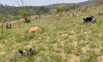 Imagem 4: SONHO DE PROPRIETÁRIO TERRENO À VENDA!