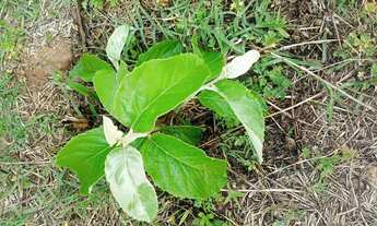 Imagem 3: Chácara Chácara com venda por R$70.000