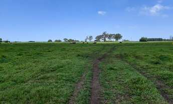 Imagem 7: Fazenda de 90 alqueires em Flexeiras (Quissamã)