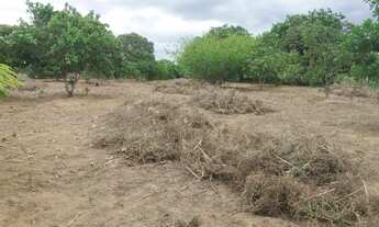 Imagem 4: Vendo terreno sítio Gavião de cima / /Palmeiras índios (Ideal pra fazer uma chácara )