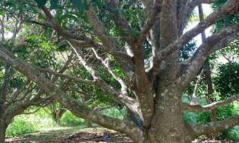 Imagem 7: Terreno para venda com 33.562 m2 em Pedro do Rio - Petrópolis - RJ