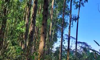 Imagem 5: Fazenda/Sítio/Chácara para venda com 200ha em Zona Rural - Córrego Danta - MG