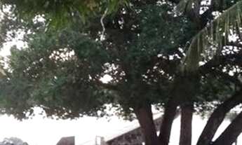 Imagem 2: Área medindo 280.000 m2 ou 28 hectares no povoado Coqueiros - Jandaira-Ba