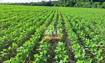 Imagem 7: Fazenda 33,5 alqueires (161 hectares) Ipameri - GO