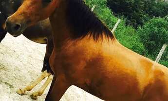 Imagem 5: Fazenda em Rua Samambaia - Casa Branca - Brumadinho/MG