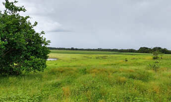 Imagem 4: Tartarugal invest agro madeira 1106 ha