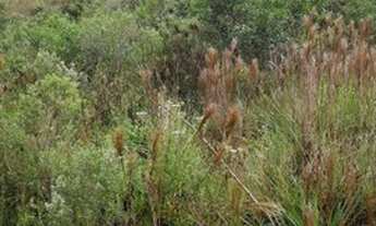 Imagem 2: Sítio 20 Hectares Arantina -Sítio Pêssego 20 Hectares