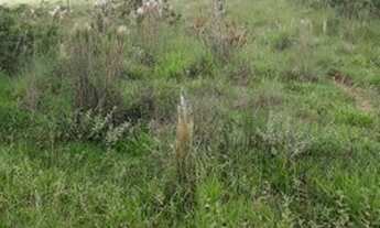 Imagem 2: Sítio 10,3 Hectares Arantina -Sítio 8,3 Hectares Arantina