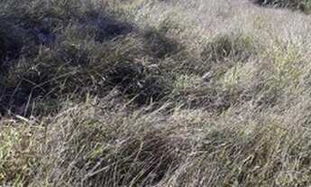 Imagem 6: Sítio 16 Hectares Liberdade - Sítio 04 Hectares Liberdade