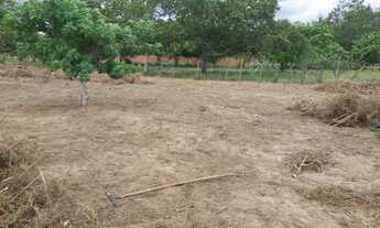 Imagem 2: Vendo terreno sítio Gavião de cima / /Palmeiras índios (Ideal pra fazer uma chácara )
