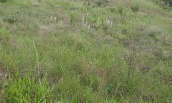 Imagem 6: Sítio 10,3 Hectares Arantina -Sítio 8,3 Hectares Arantina