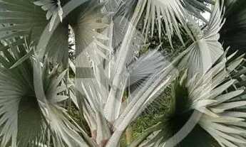 Imagem 6: Sitio Recanto das Aroeiras codigo: 96430