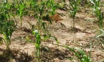 Imagem 5: Venda: Terreno No Bairro Jd. Majestic Na Reg. Leste De s.j.c