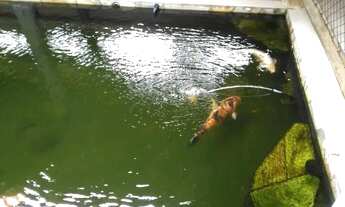 Imagem 5: Imóvel para venda com 280 metros quadrados com 5 quartos em Centro - Santa Branca - SP