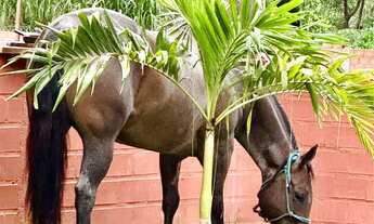 Imagem 6: HARAS EM SANTO ANTONIO DE LEVERGER