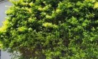 Imagem 2: SOBRADO - LAPA - SP