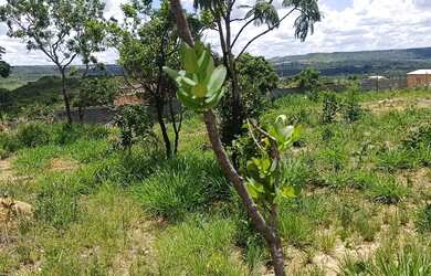Imagem: Mini chácara 2100m Eldorado a 4km do Gama