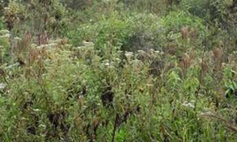 Imagem 7: Sítio 20 Hectares Arantina -Sítio Pêssego 20 Hectares