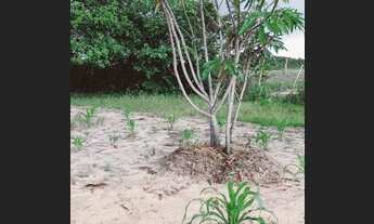 Imagem 5: Quer tranquilidade compra meu Sítio mangueira coqueiro entre outras plantas frutíferas