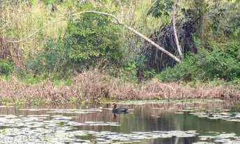 Imagem 6: Fazenda 10.5 Alqueires Em Guarapari