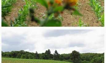 Imagem: Vendo chácara - terreno 2 alqueires - Campo