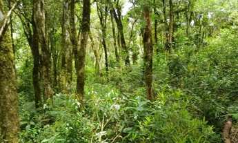 Imagem 7: TERRENO SÃO JOSÉ DOS PINHAIS