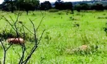 Imagem 7: Fazenda de Oportunidade em Ivolândia - GO