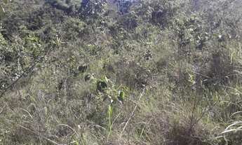 Imagem 4: Chácara de 20 Hectares na beira da BR-130 no capão da onça