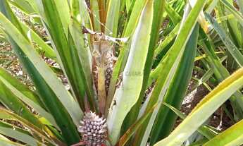 Imagem: Sítio de 34 hectares no assentamento comunidade