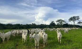 Imagem 2: FAZENDA EM CAMPOS BELOS - GO: Uma oportunidade única!