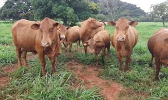 Imagem 6: FAZENDA EM CAMPOS BELOS - GO: Uma oportunidade única!