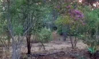 Imagem: Vendo chácara 4 hectares