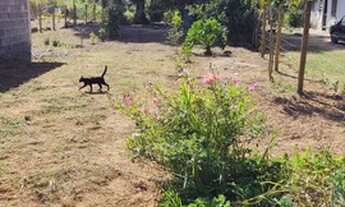 Imagem 2: Térrea para venda com 1100 metros quadrados com 2 quartos