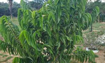 Imagem 2: Sítio/ Chácara de Lazer