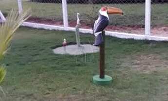 Imagem 4: Santo Antônio do Aracanguá - Fazenda/Sítio - Zona Rural