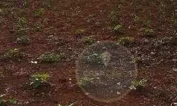 Imagem 1: Terreno à venda, próximo à escolas, farmácias - 250 m² por R$ 140.000 - Jardim Copacabana