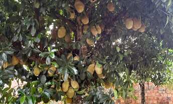 Imagem 6: Chácara colônia sapé