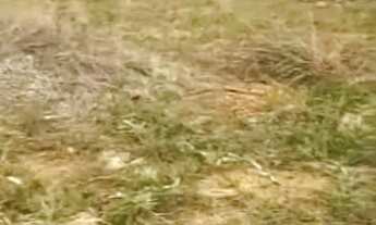 Imagem: Terreno 7x20