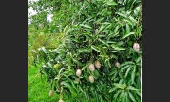 Imagem 4: Sítio com 5 quartos, Centro - Cajuru