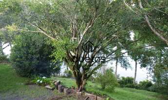 Imagem 7: Chácara com 4 dormitórios à venda, 2280 m² por R$ 850.000,00 - Cedro Alto - Rio dos Cedros