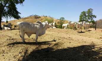 Imagem 6: Fazenda para Venda em Brazilinha Goiás